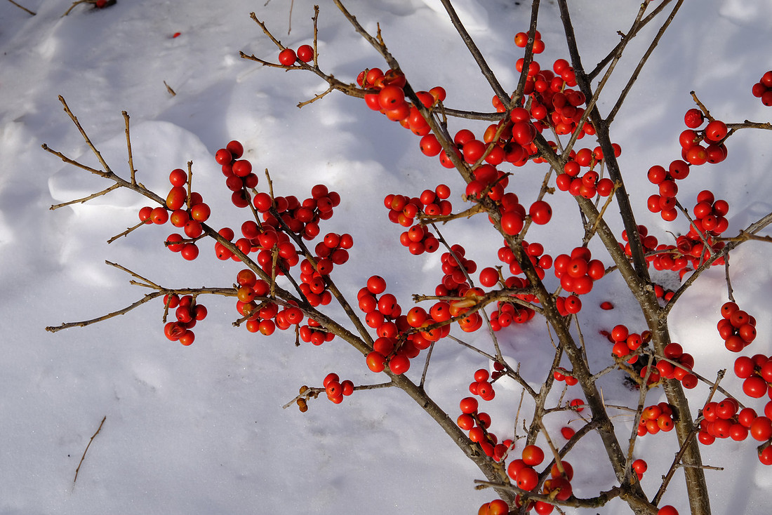 Winter Berries