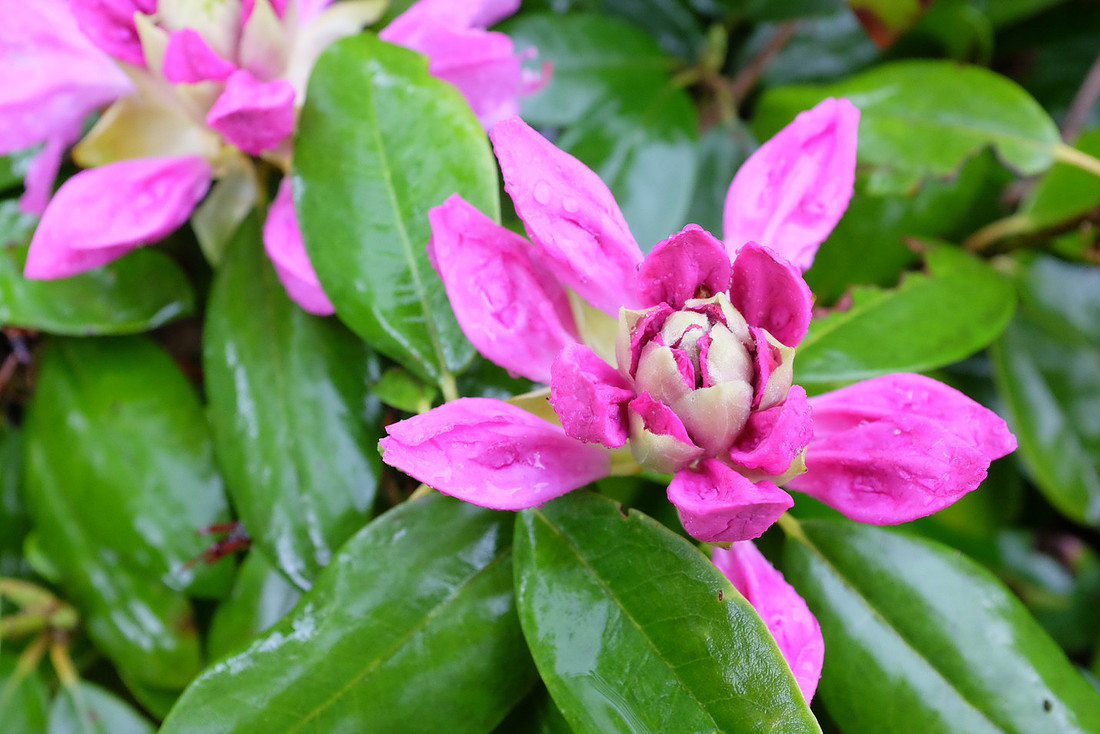 Blooming