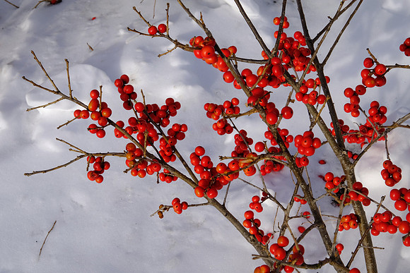 Winter Berries