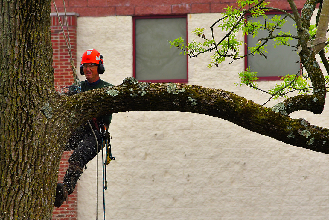 Arborist