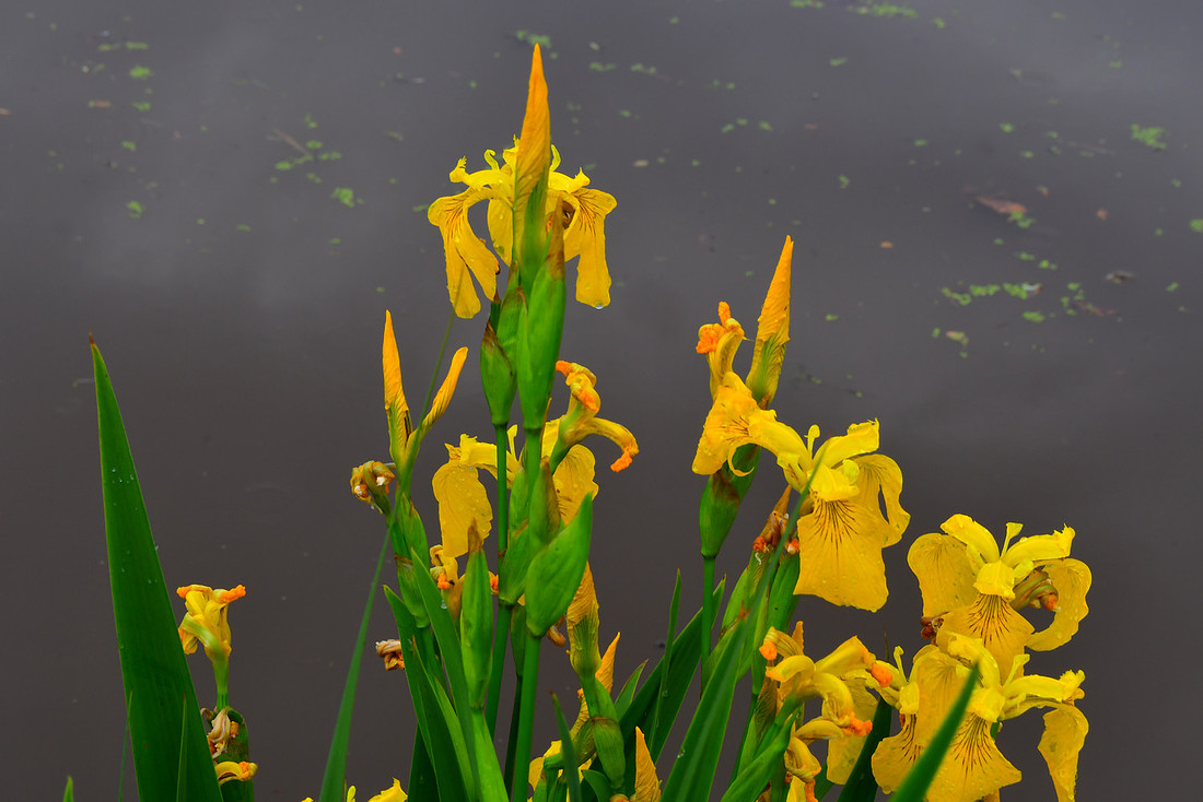 Park Irises
