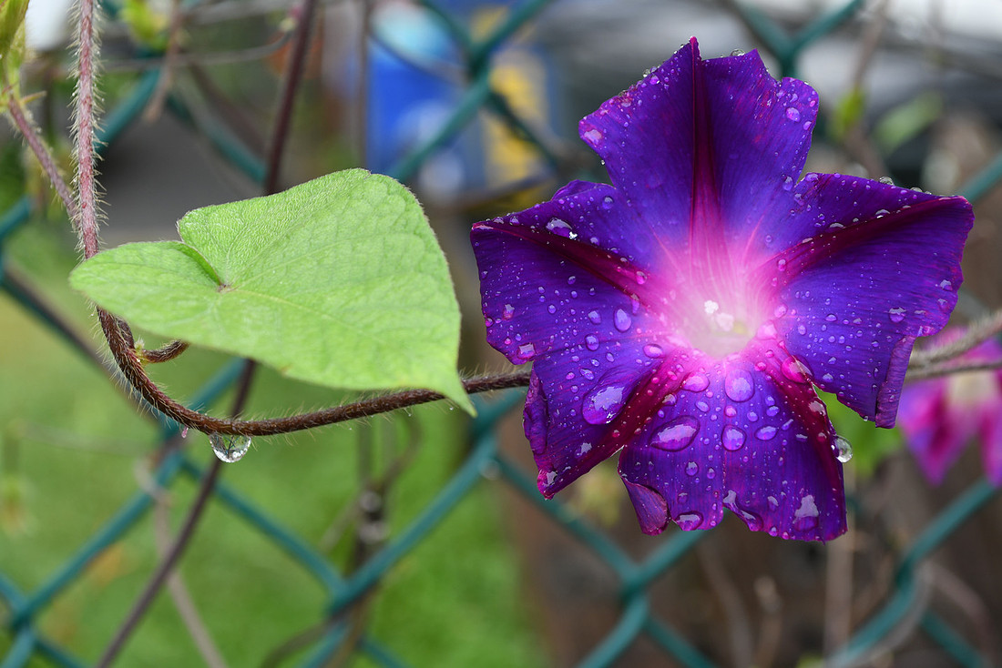Morning Glory Burst