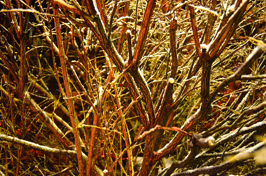 Thicket