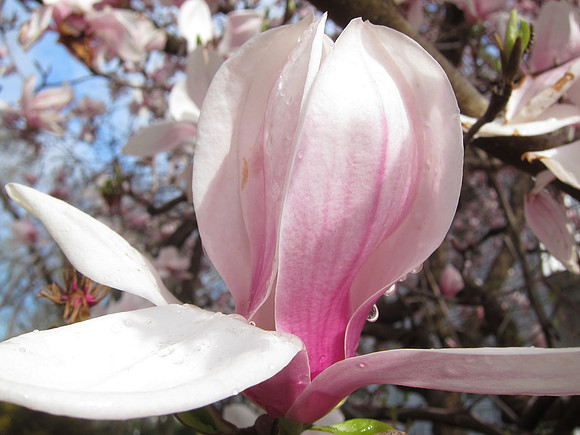 Magnolia