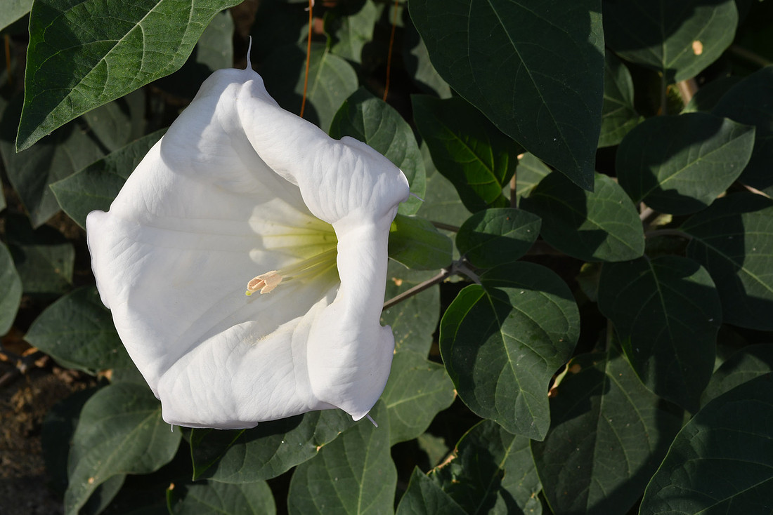 Moonflower