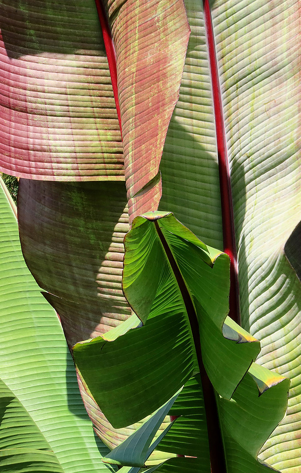 Lined Leaves