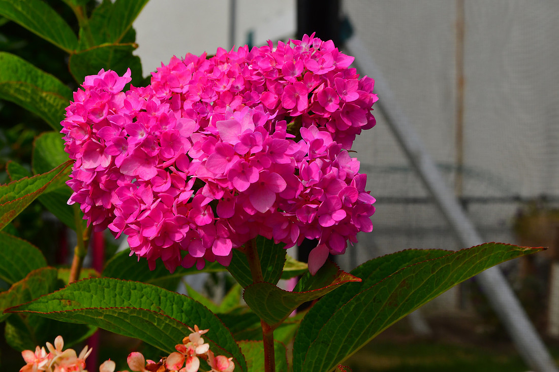 Plenty of Petals