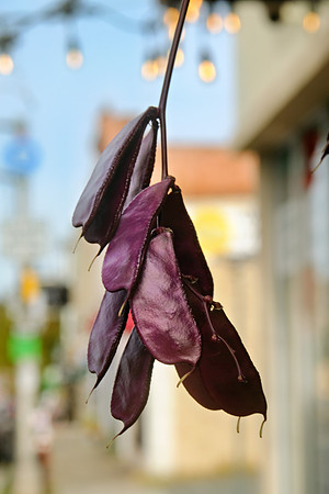 Purple Pods