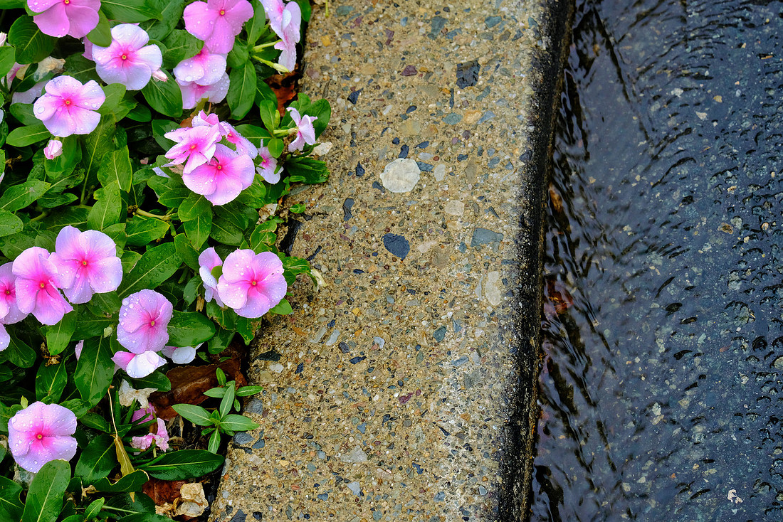 Gutter Flowers