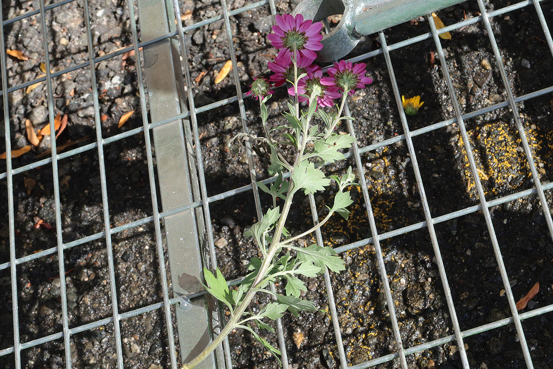 Lost Flower