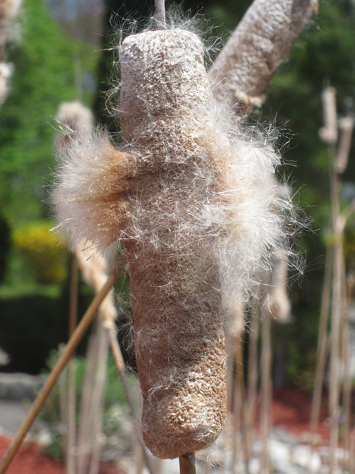 Wispy