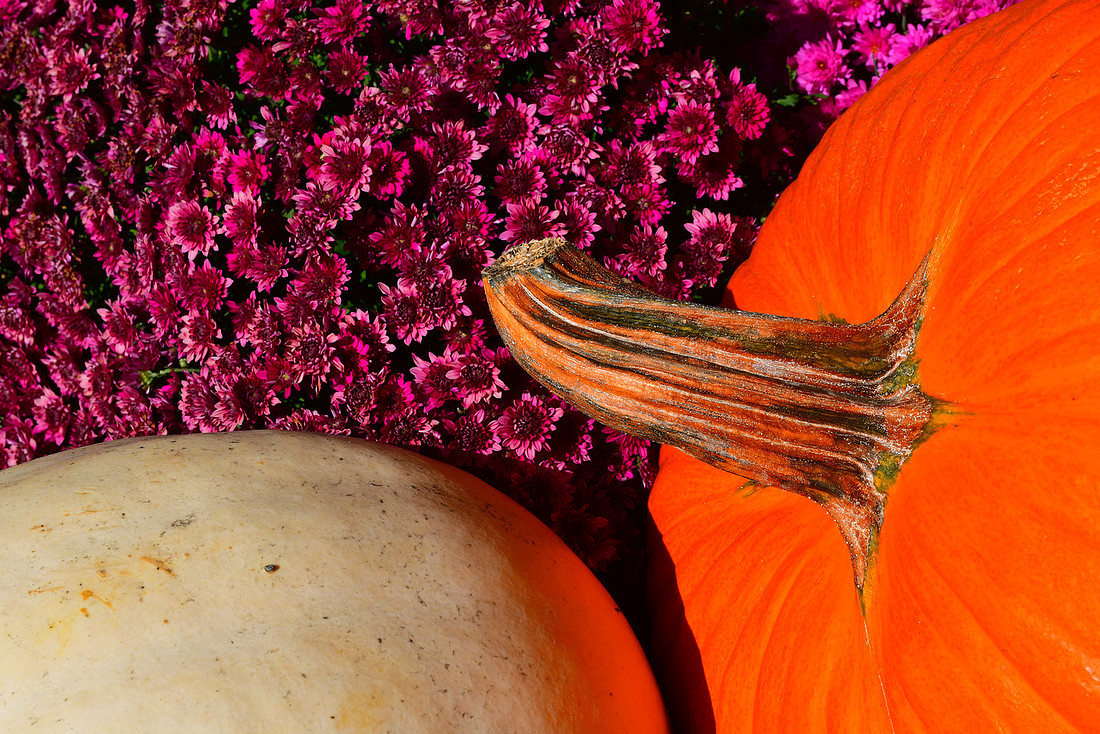 Fall Stem