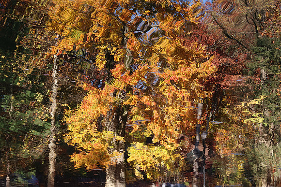 Fall Ripples