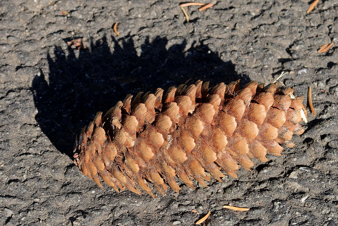 Cone Shadow
