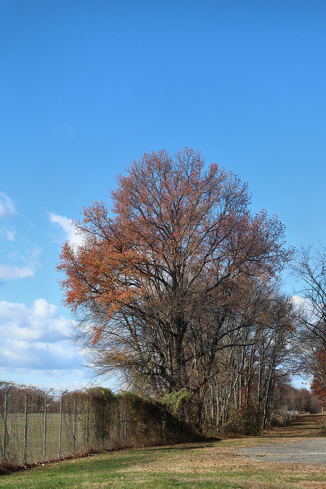 Last Leaves