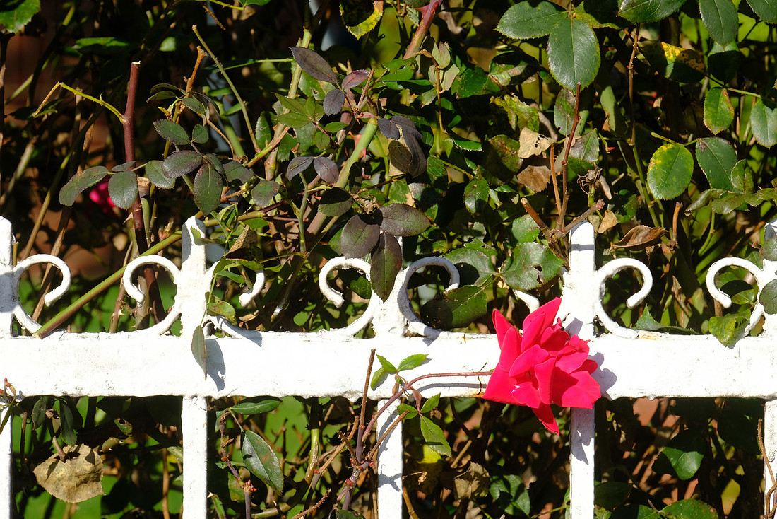 Fence Flower