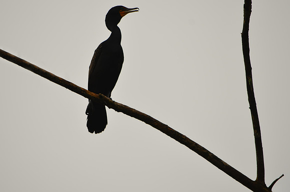 Branch