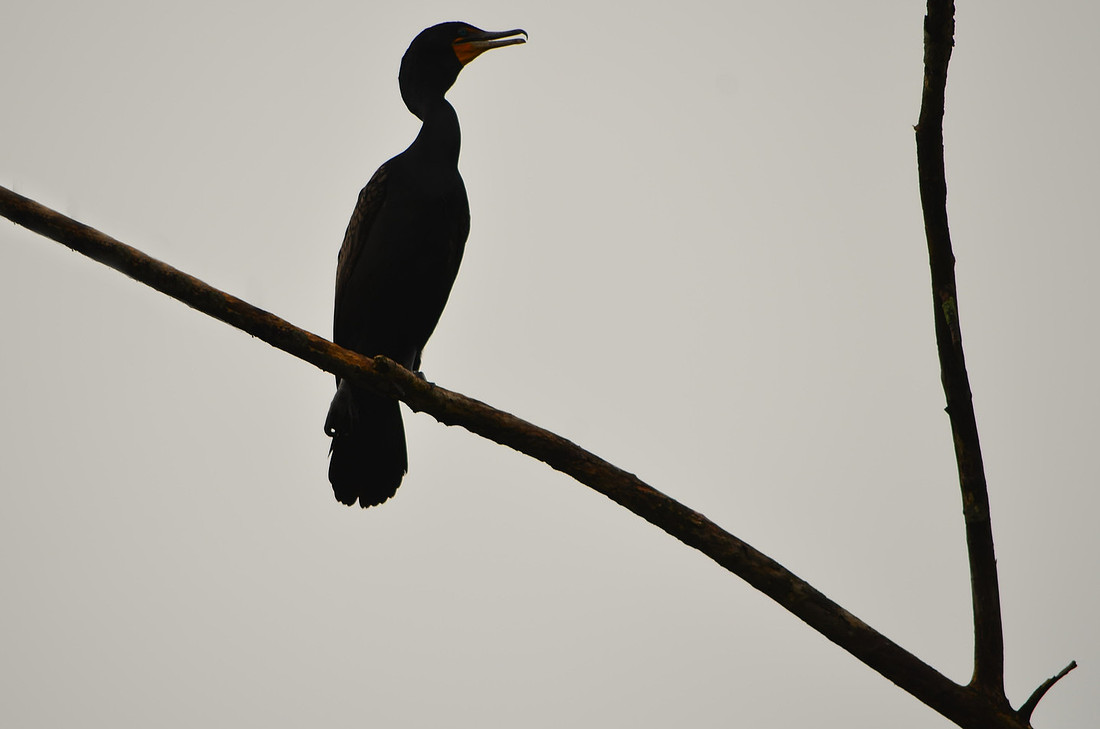 Branch