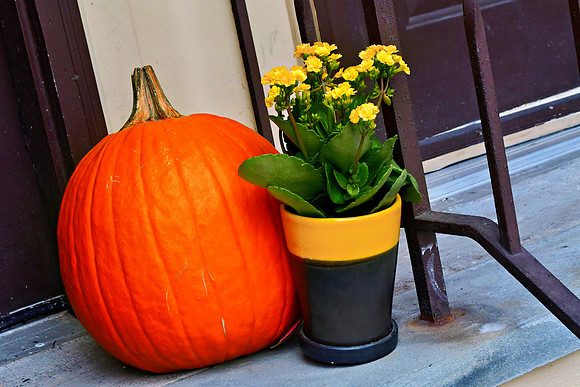 Pumpkin Pal