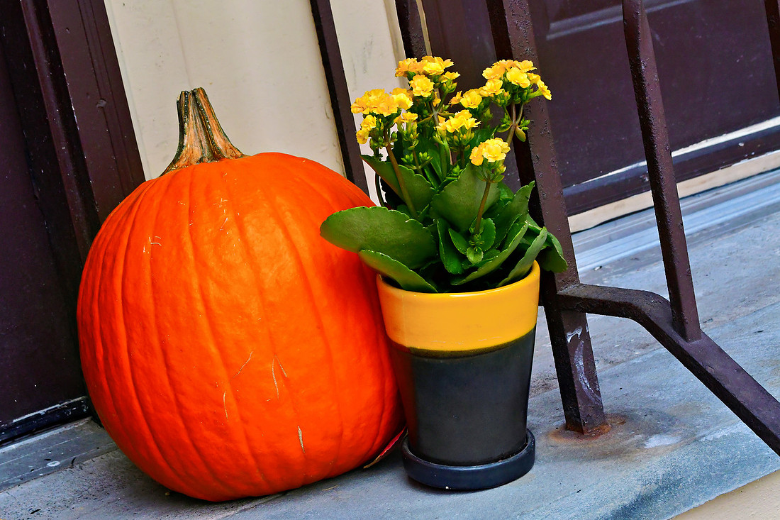 Pumpkin Pal