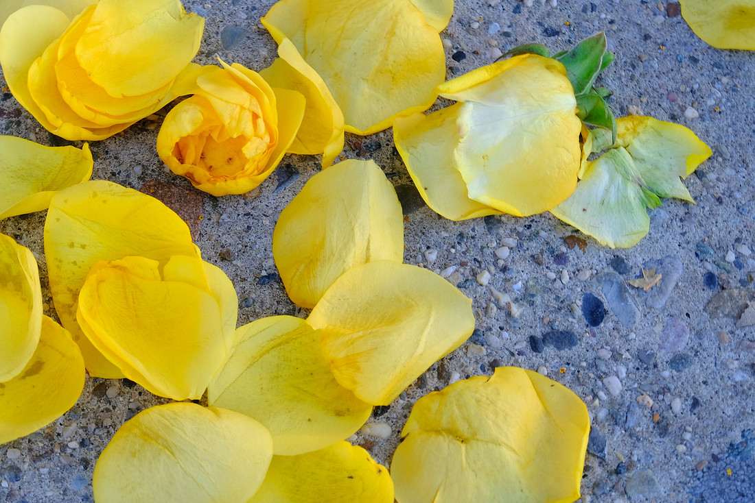 Ruined Rose