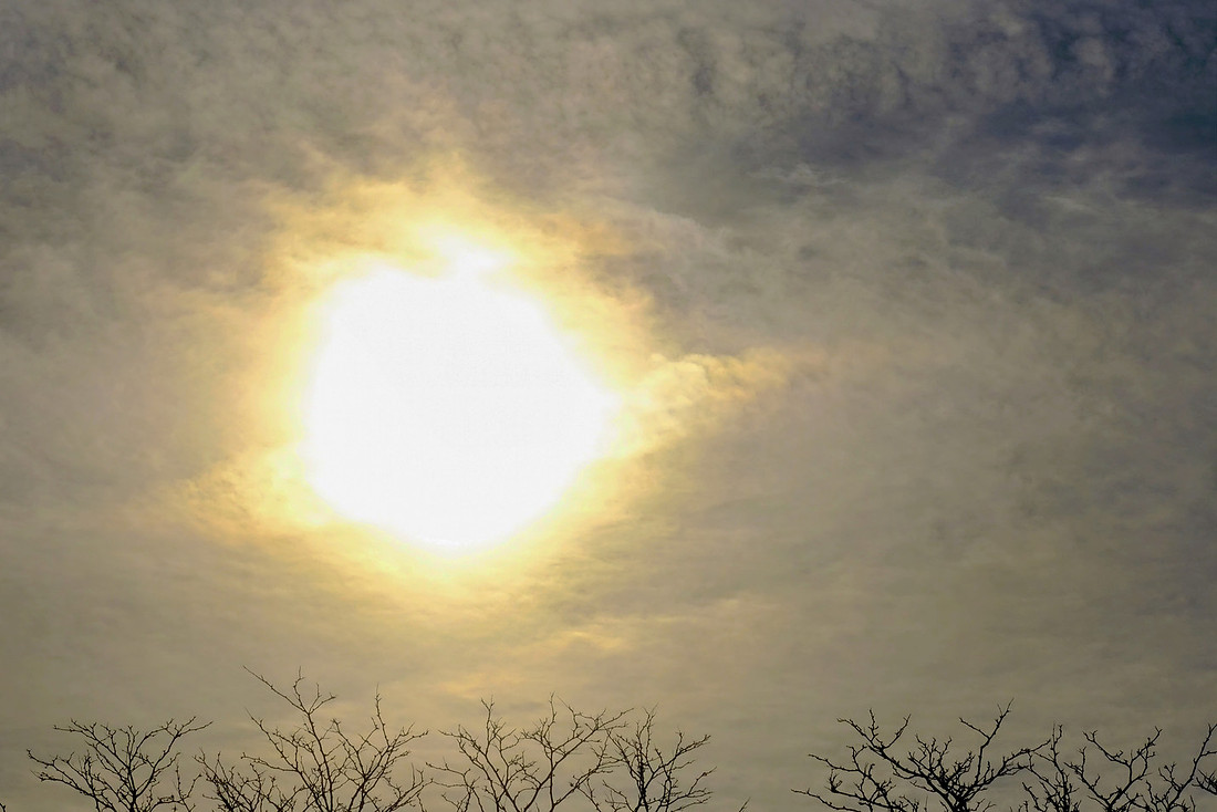 Sky and Trees
