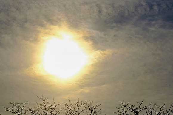 Sky and Trees