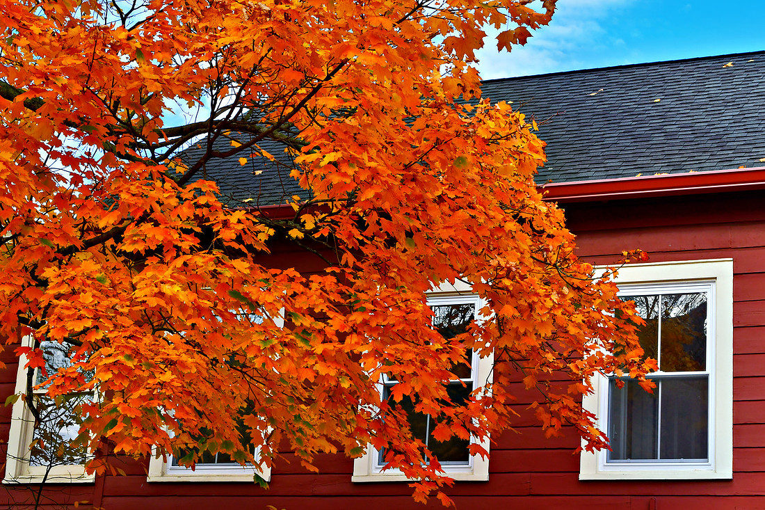 Fall Windows