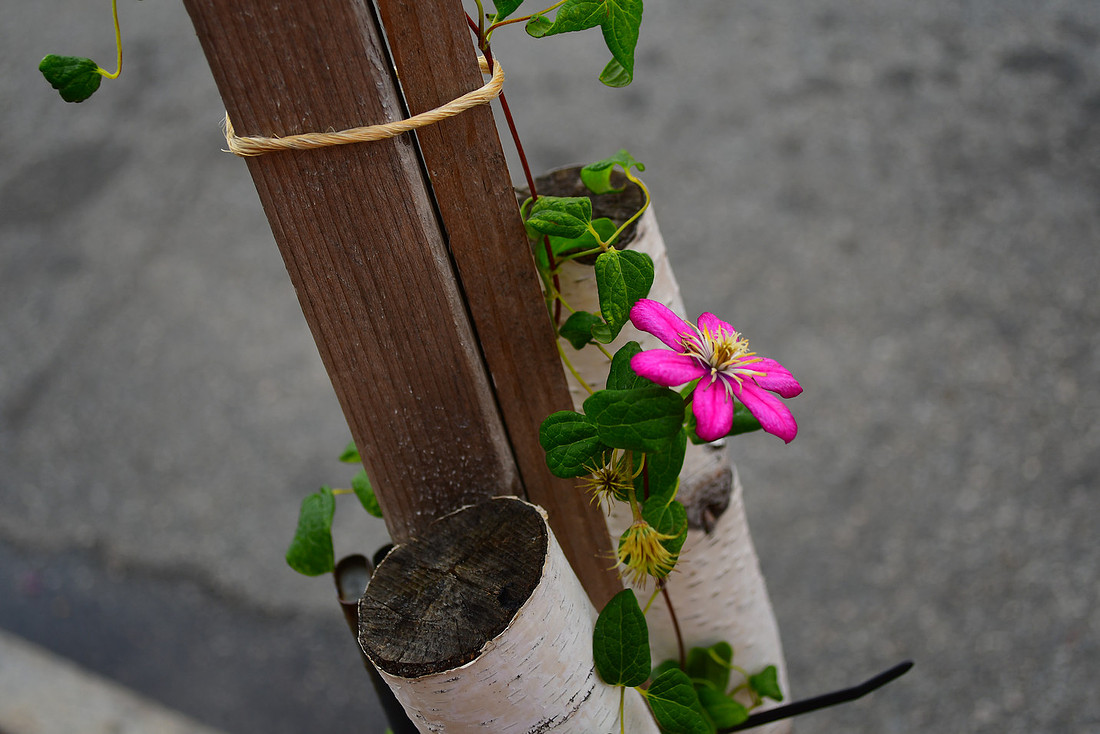 Wood Flower
