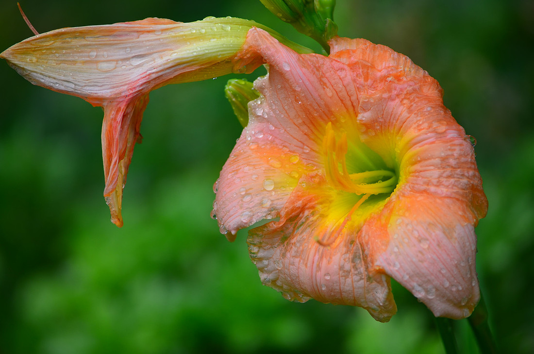 Drops