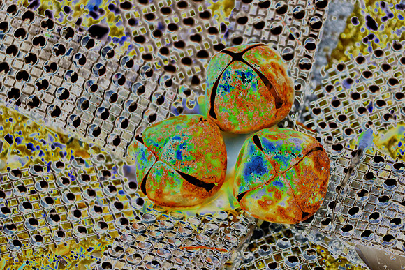 Rusty Bells
