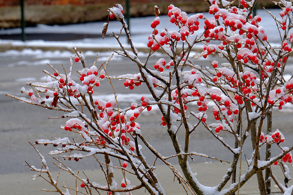 Snow Berries