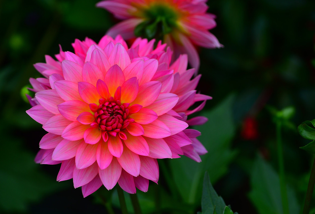 Pink Petals