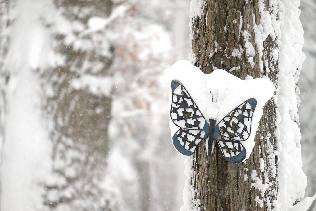 Snowy Butterfly