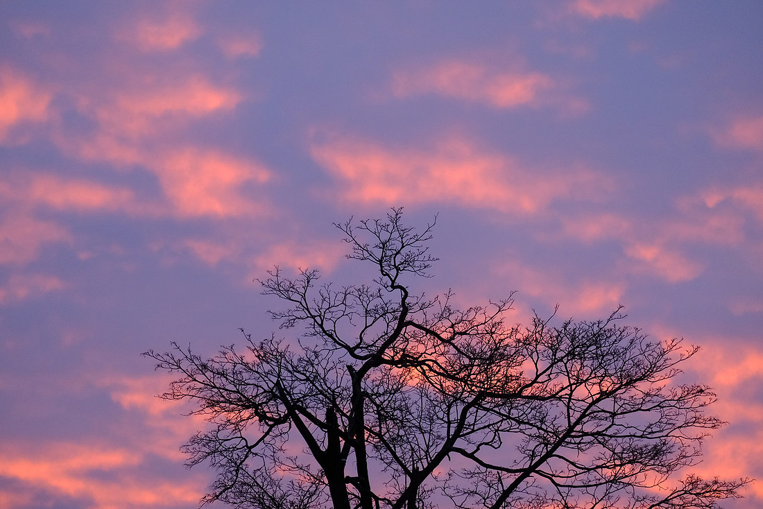 Sunset Tree