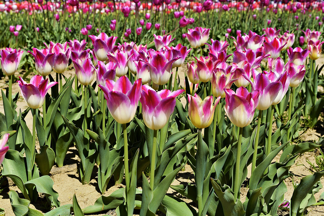 Tulip Festival