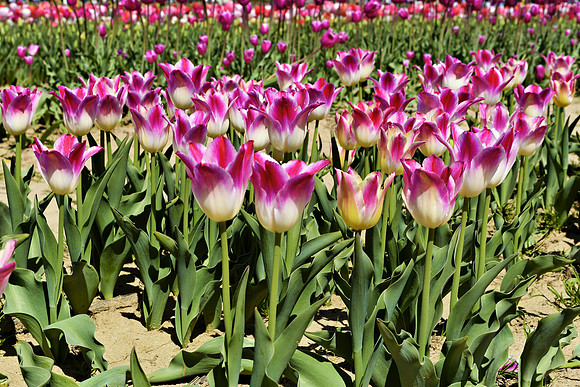 Tulip Festival