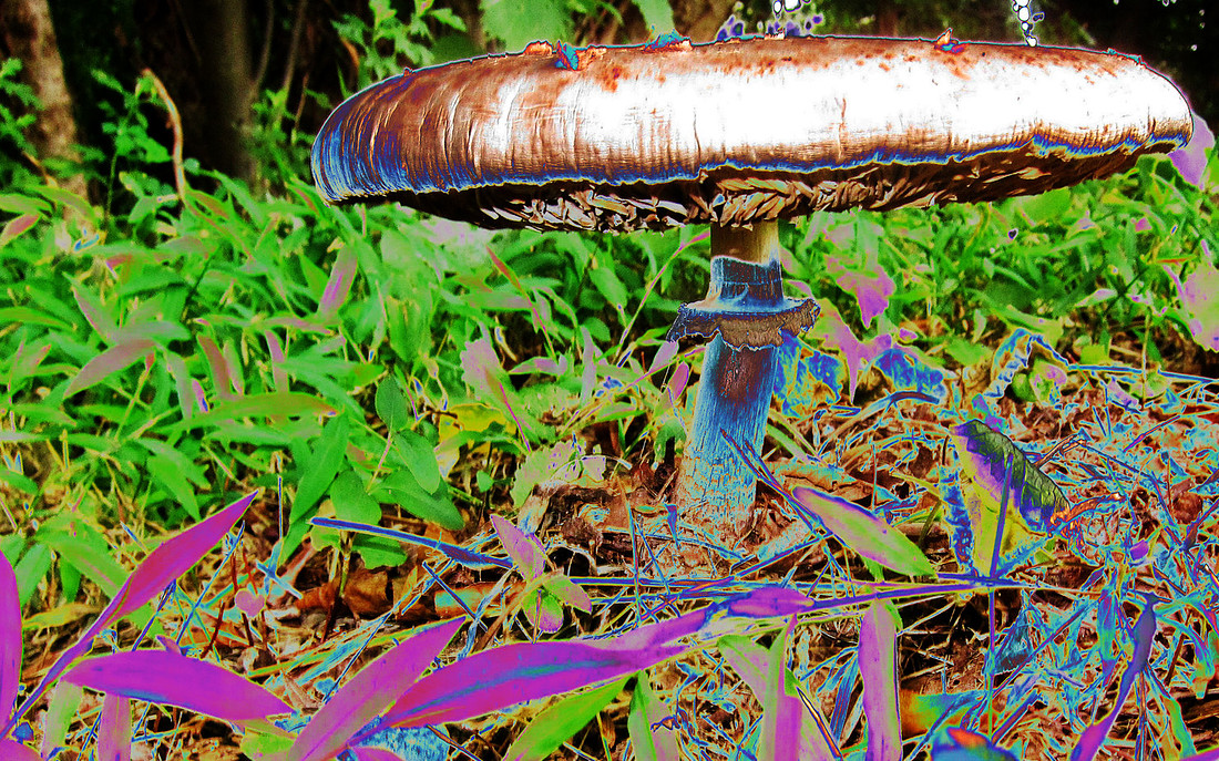 Mushroom