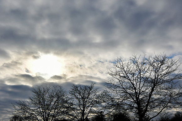 Winter Trees
