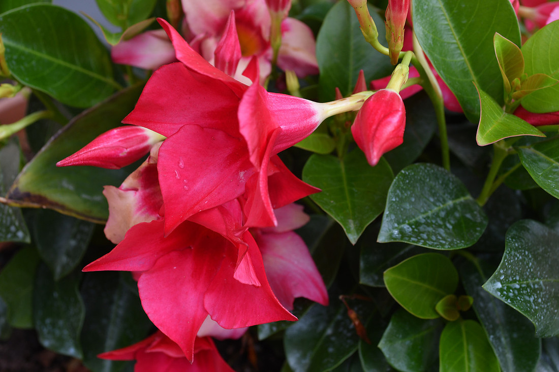 Rocktrumpet