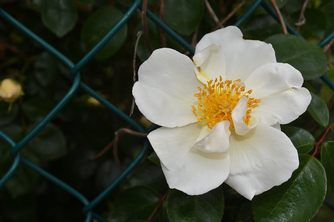 Delicate