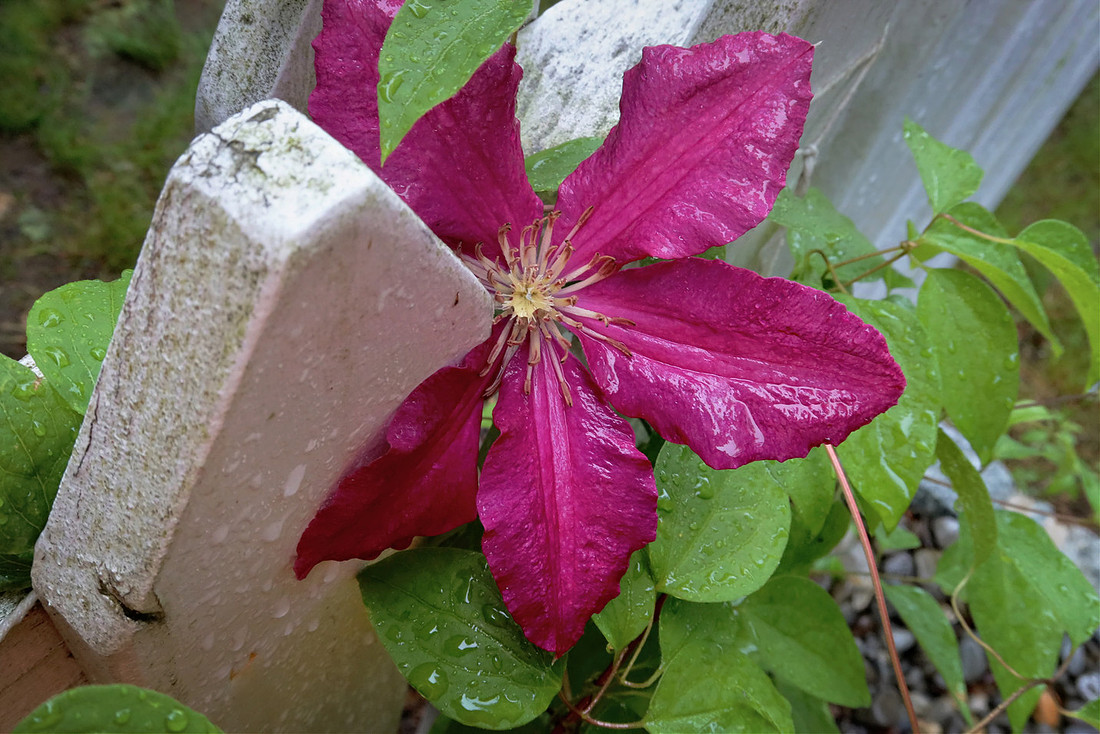 Wet Flower