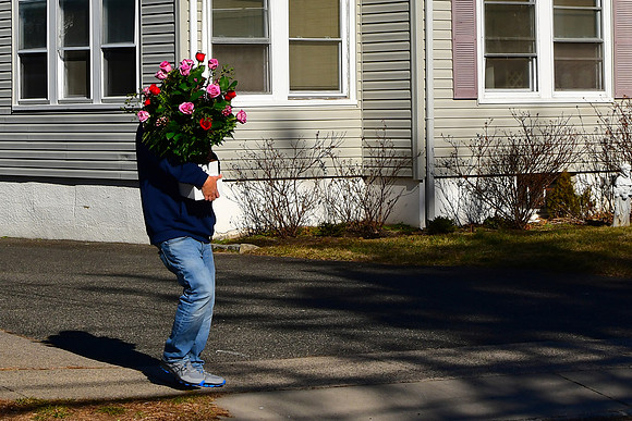Walking Roses