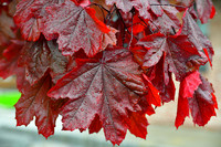 Wet Leaves