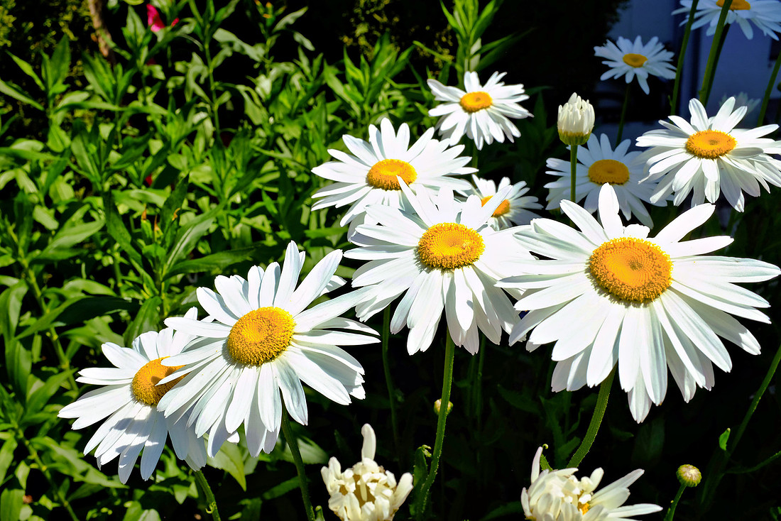 Spring Dasies