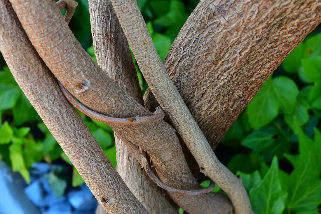 Entwined