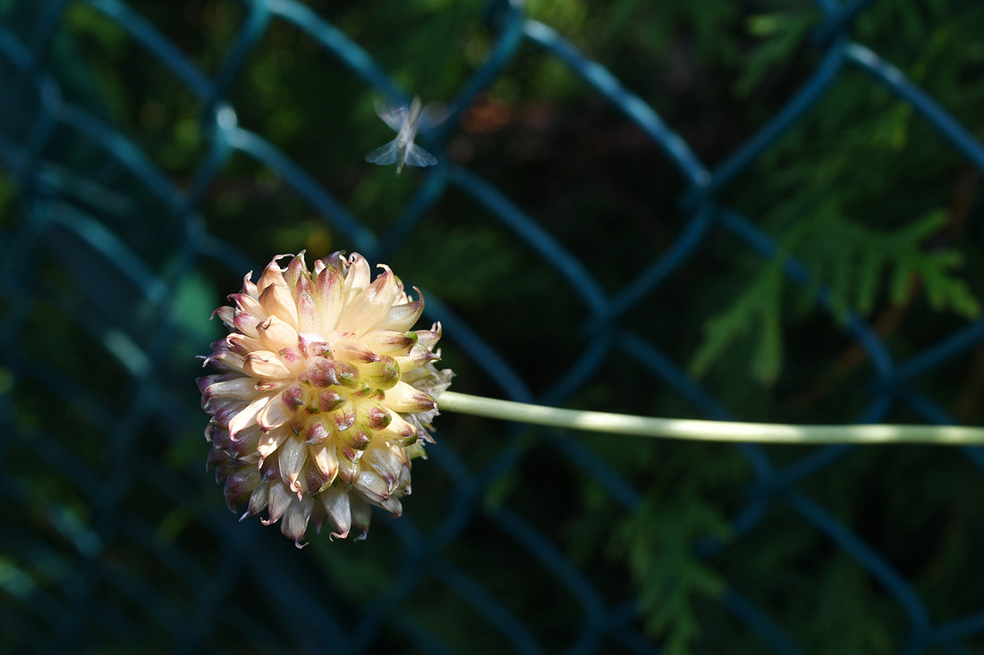 Garlic Fairy