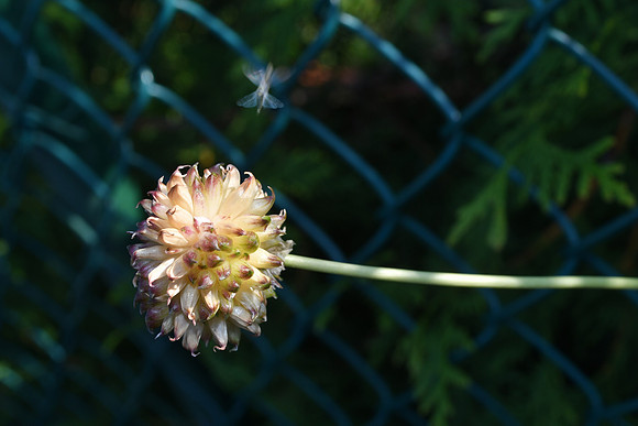 Garlic Fairy