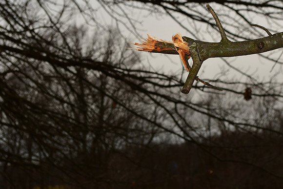 Broken Branch