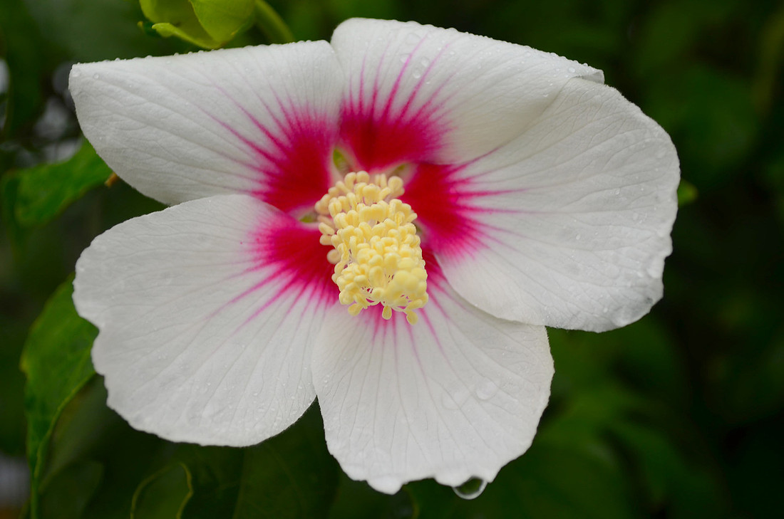 Rainy Day Flower